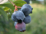 Can Blueberries Reverse Age-Related Mental Decline?