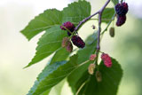 Could Mulberry Extract be the Key for Diabetes?